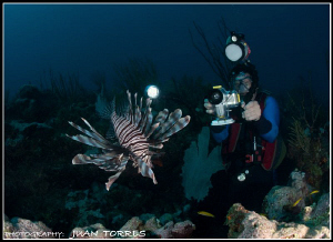The Lion Invader, and a diver filming it. by Juan Torres 